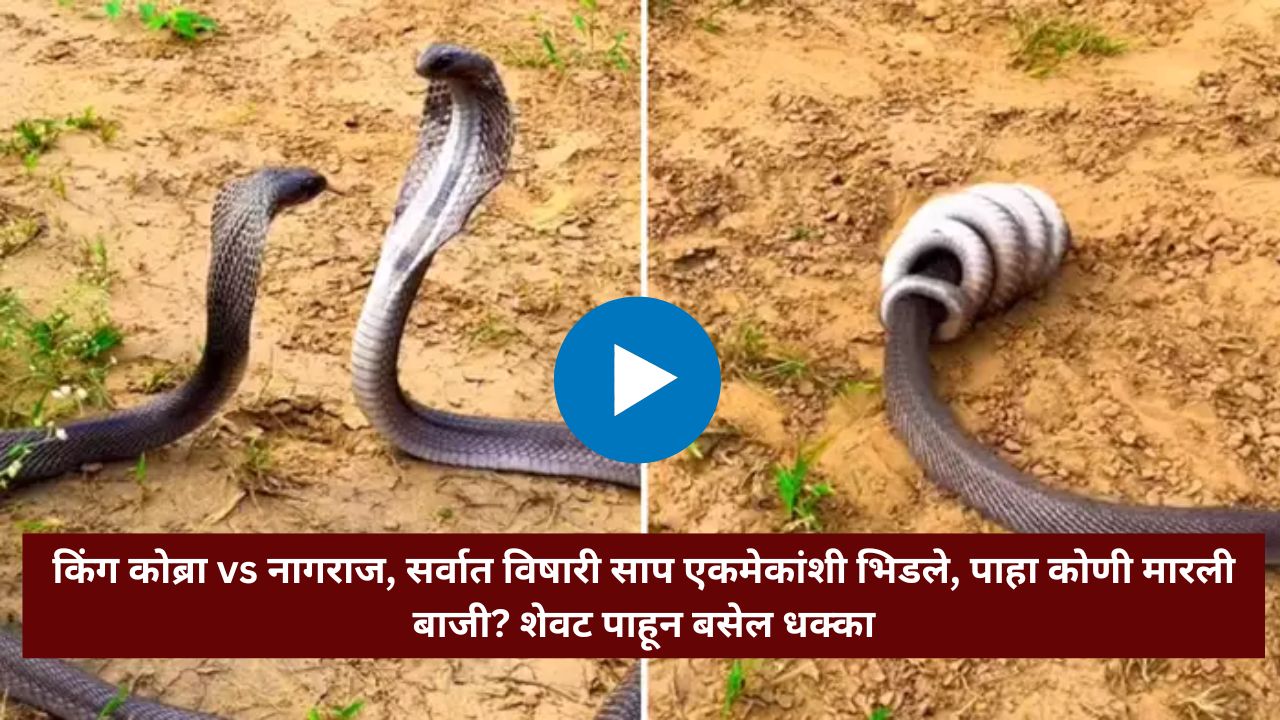 Snake Viral Video